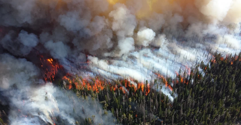 Forest fire